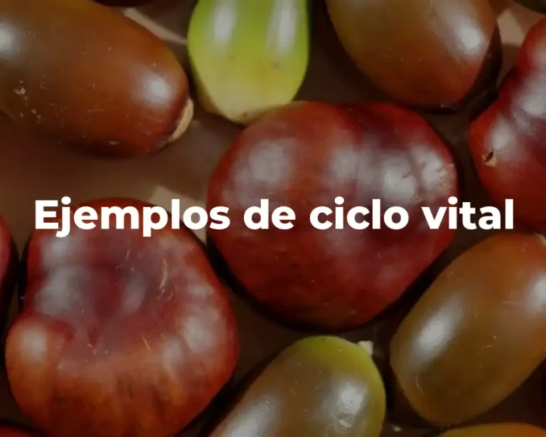 Ejemplos de ciclo vital