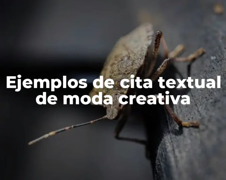 Ejemplos de cita textual de moda creativa