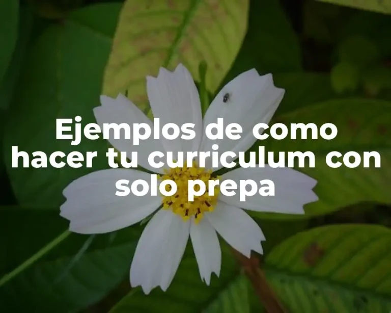 Ejemplos de como hacer tu curriculum con solo prepa