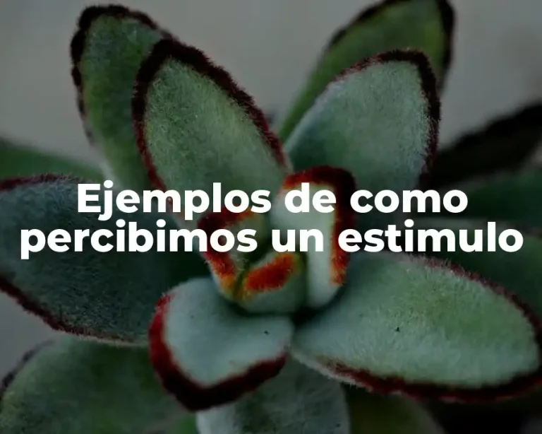 Ejemplos de como percibimos un estimulo