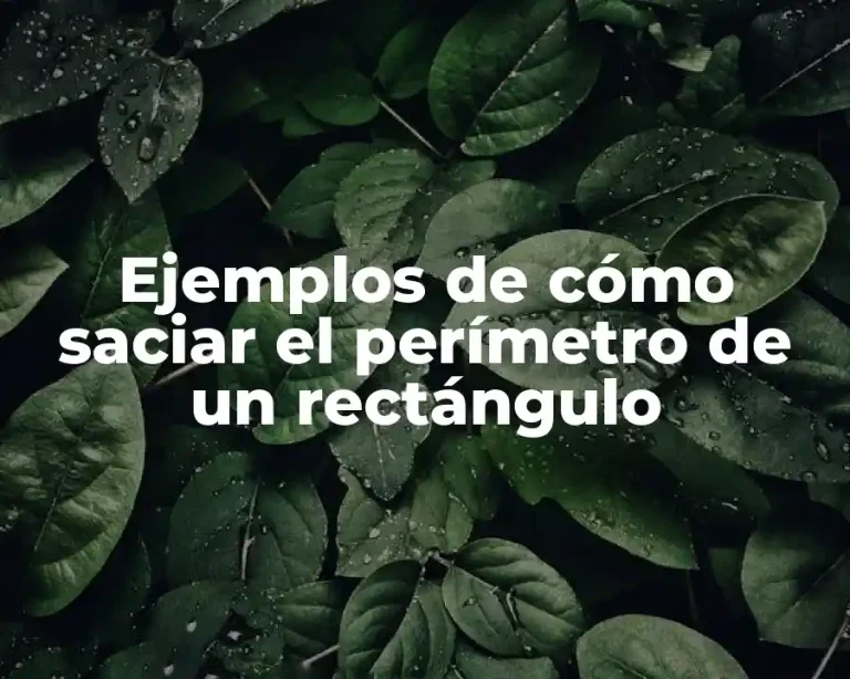 Ejemplos de cómo saciar el perímetro de un rectángulo