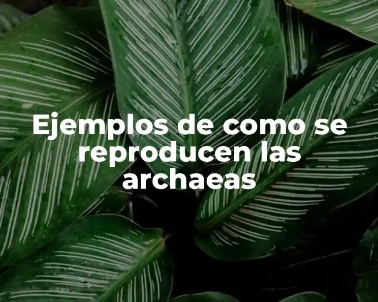 Ejemplos de como se reproducen las archaeas
