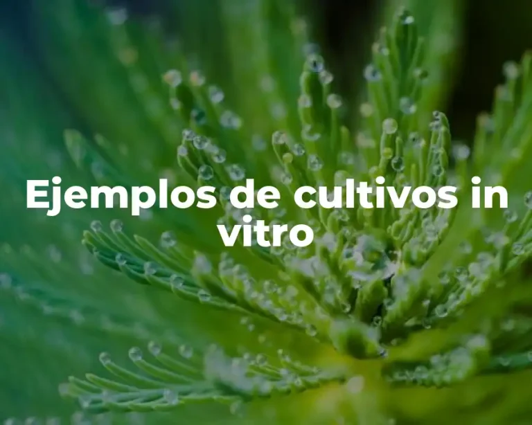 Ejemplos de cultivos in vitro