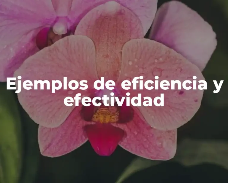 Ejemplos de eficiencia y efectividad