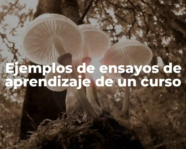 Ejemplos de ensayos de aprendizaje de un curso
