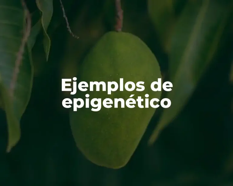Ejemplos de epigenético