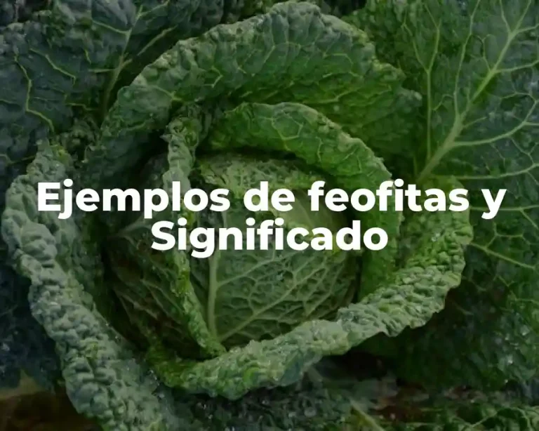 Ejemplos de feofitas y Significado
