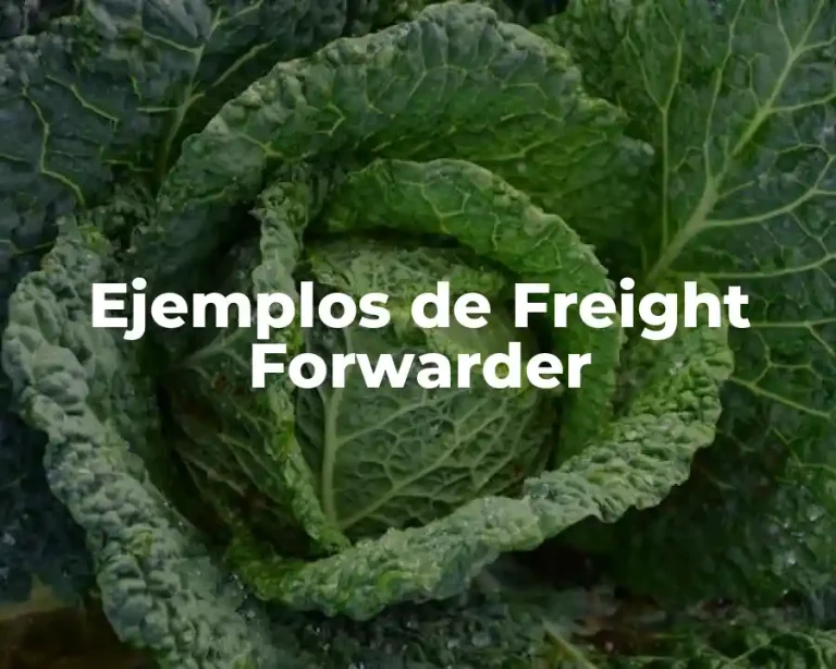 Ejemplos de Freight Forwarder