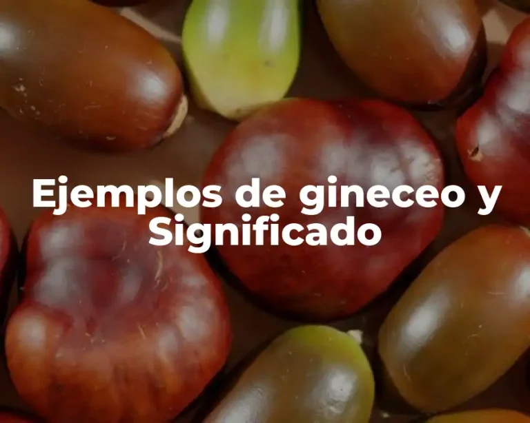 Ejemplos de gineceo y Significado