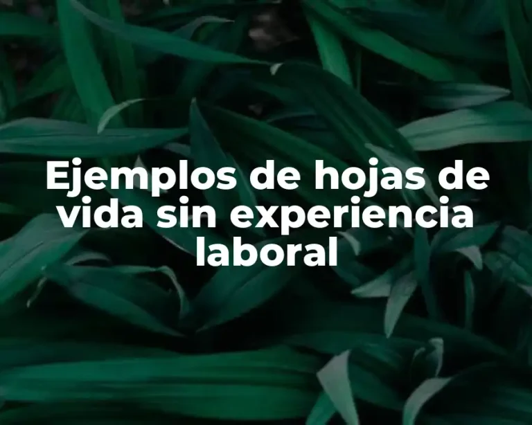 Ejemplos de hojas de vida sin experiencia laboral
