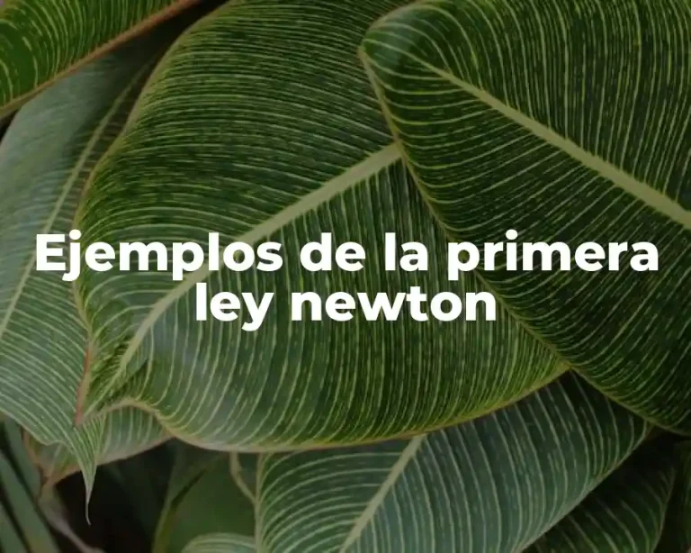 Ejemplos de la primera ley newton