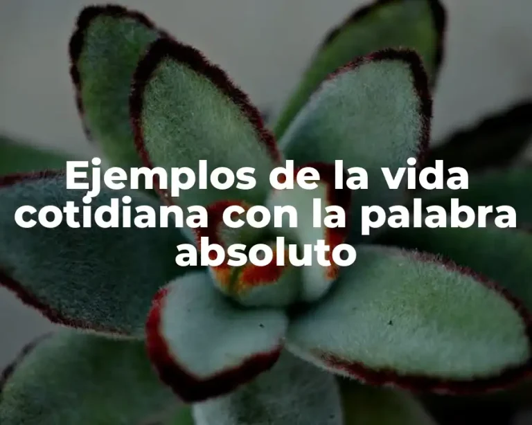 Ejemplos de la vida cotidiana con la palabra absoluto
