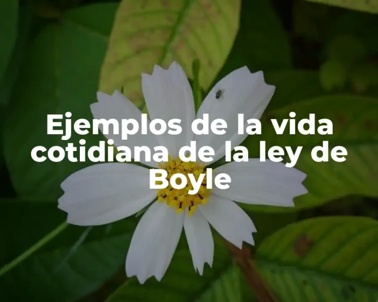 Ejemplos de la vida cotidiana de la ley de Boyle