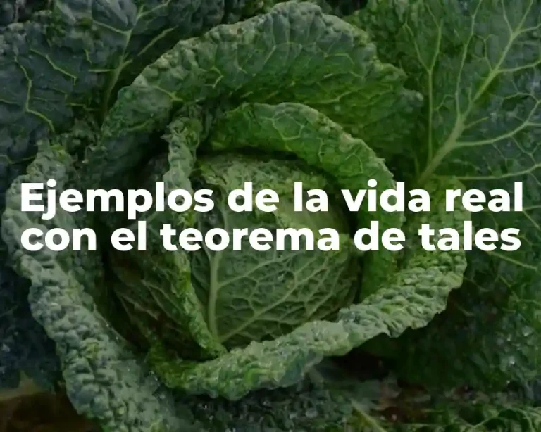 Ejemplos de la vida real con el teorema de tales