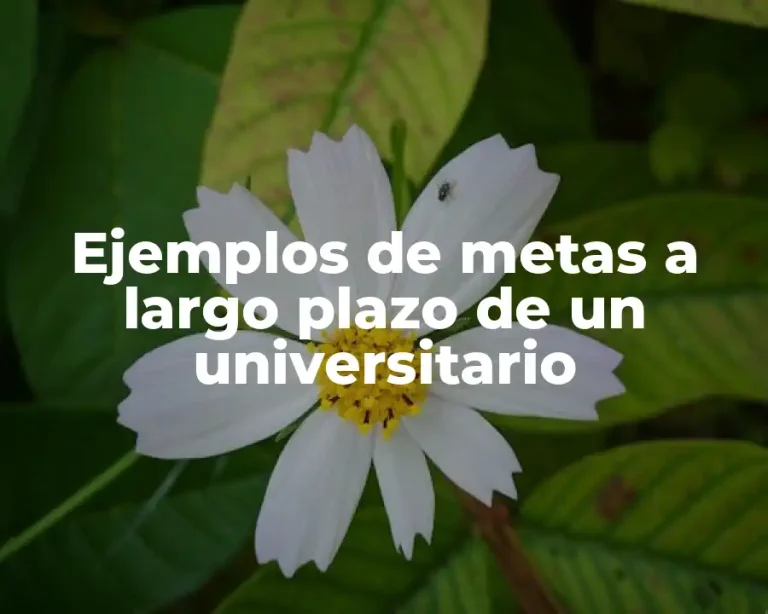 Ejemplos de metas a largo plazo de un universitario