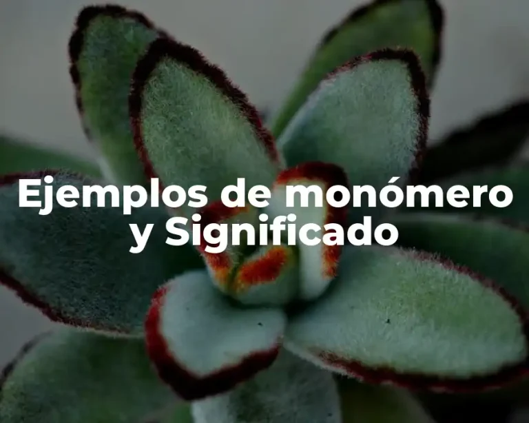 Ejemplos de monómero y Significado