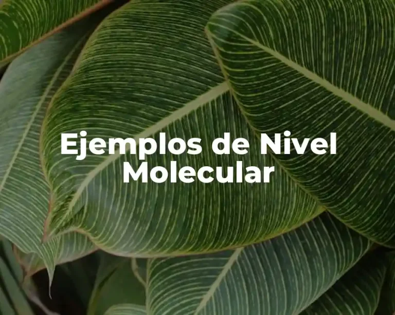 Ejemplos de Nivel Molecular