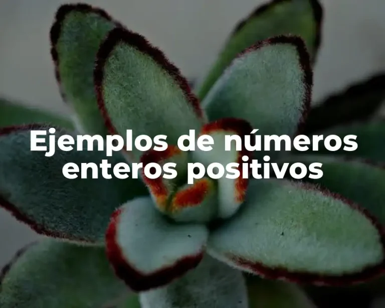 Ejemplos de números enteros positivos