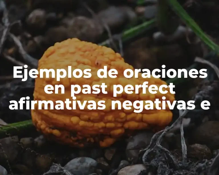 Ejemplos de oraciones en past perfect afirmativas negativas e