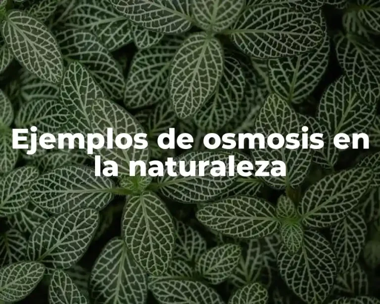 Ejemplos de osmosis en la naturaleza