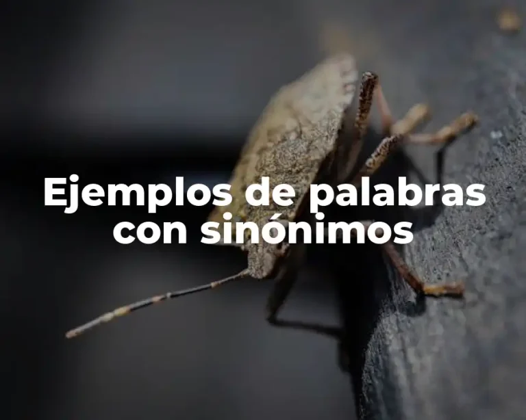 Ejemplos de palabras con sinónimos