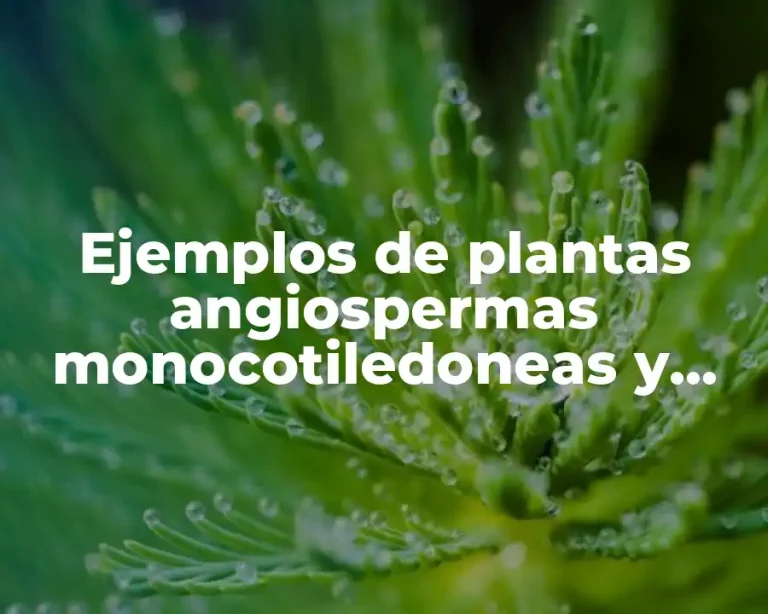 Ejemplos de plantas angiospermas monocotiledoneas y dicotiledoneas