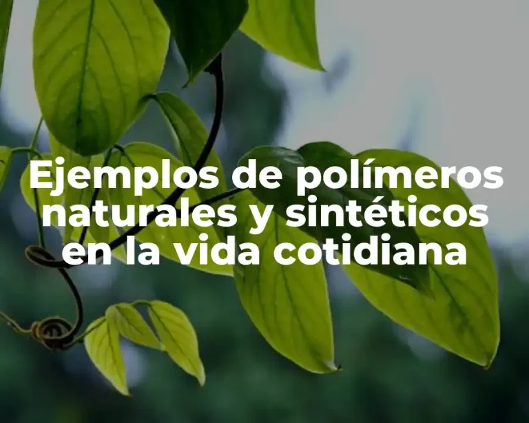 Ejemplos de polímeros naturales y sintéticos en la vida cotidiana