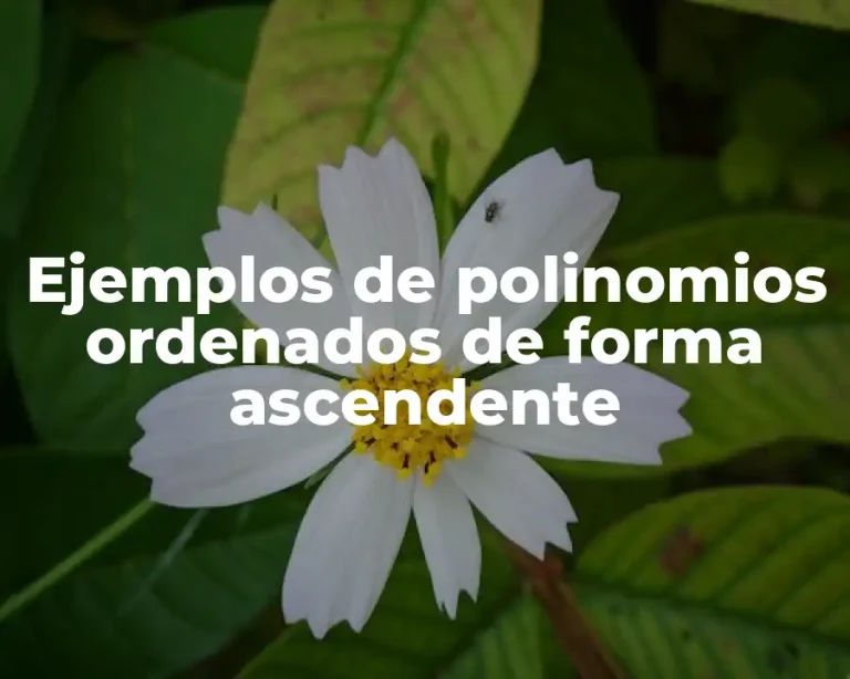 Ejemplos de polinomios ordenados de forma ascendente