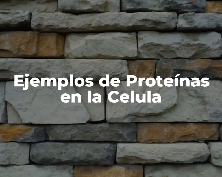 Ejemplos de Proteínas en la Celula