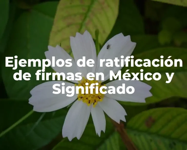 Ejemplos de ratificación de firmas en México y Significado