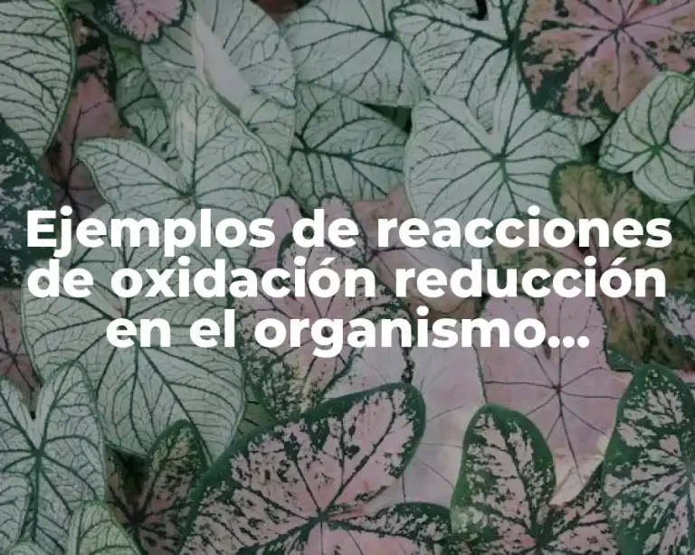 Ejemplos de reacciones de oxidación reducción en el organismo humano