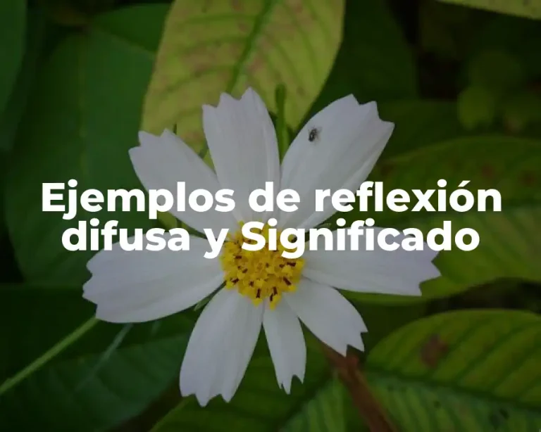 Ejemplos de reflexión difusa y Significado
