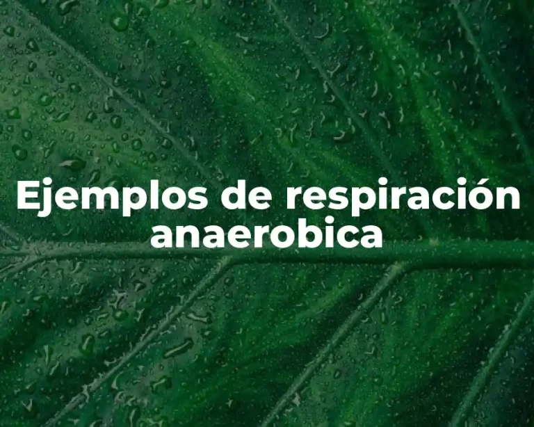 Ejemplos de respiración anaerobica