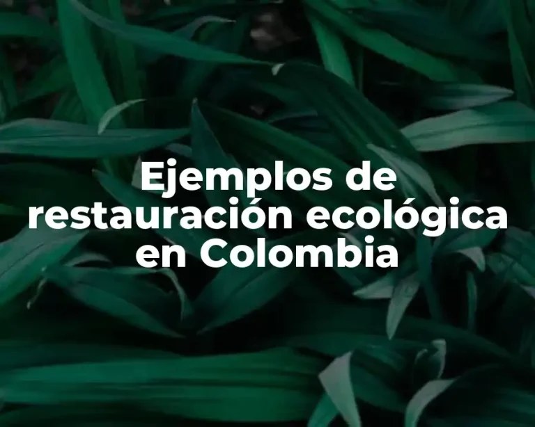 Ejemplos de restauración ecológica en Colombia