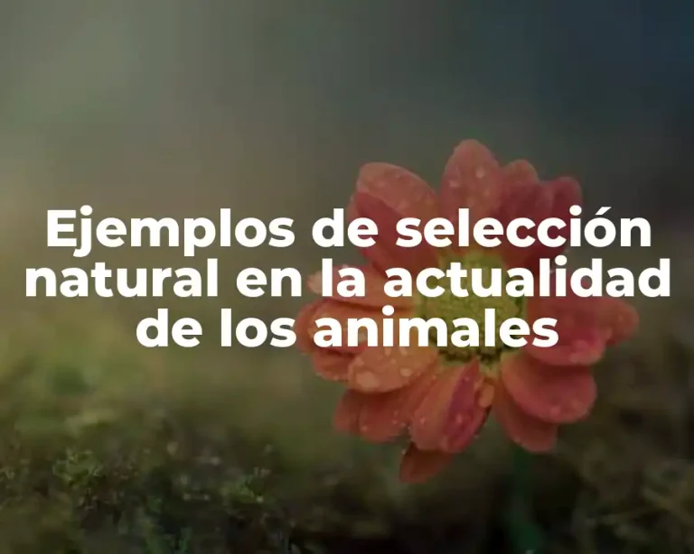 Ejemplos de selección natural en la actualidad de los animales