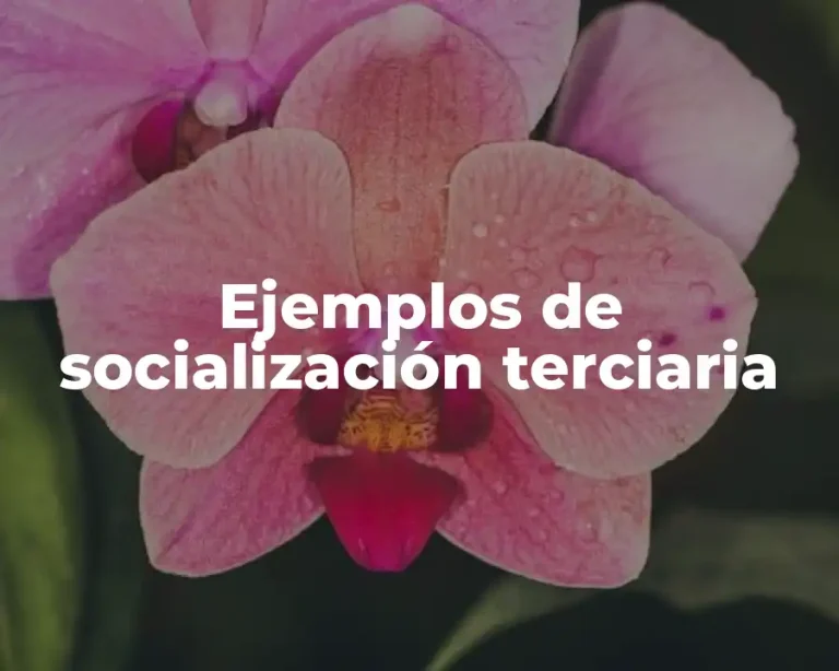 Ejemplos de socialización terciaria