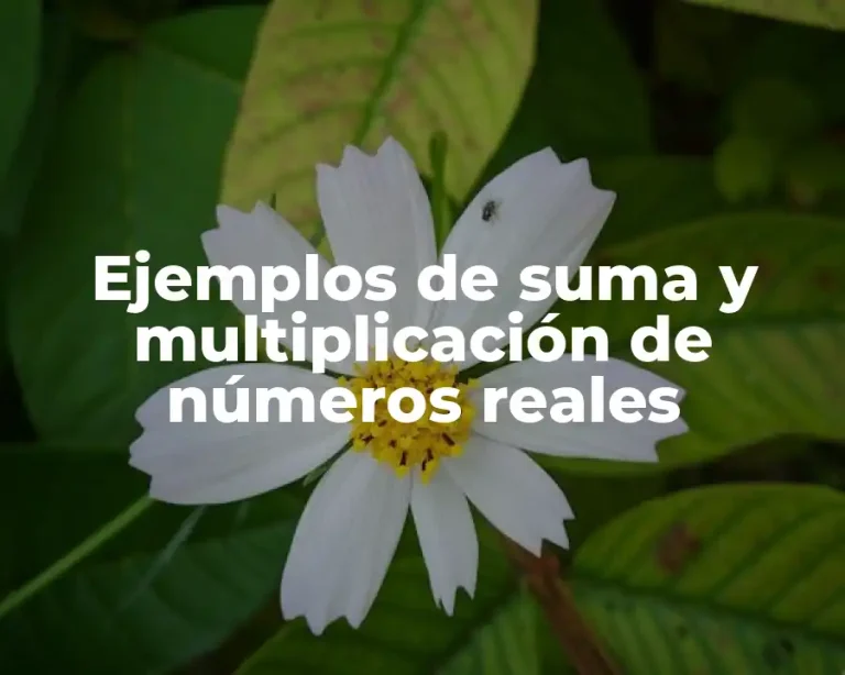 Ejemplos de suma y multiplicación de números reales