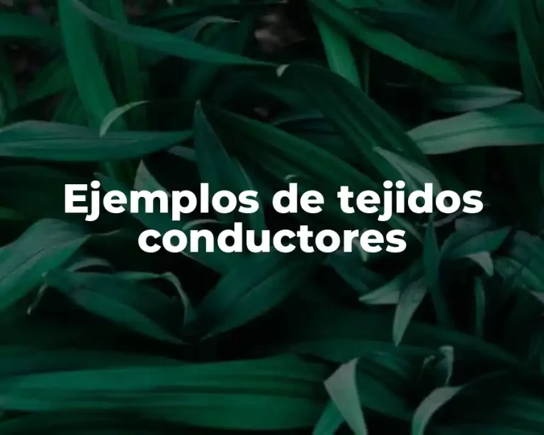Ejemplos de tejidos conductores