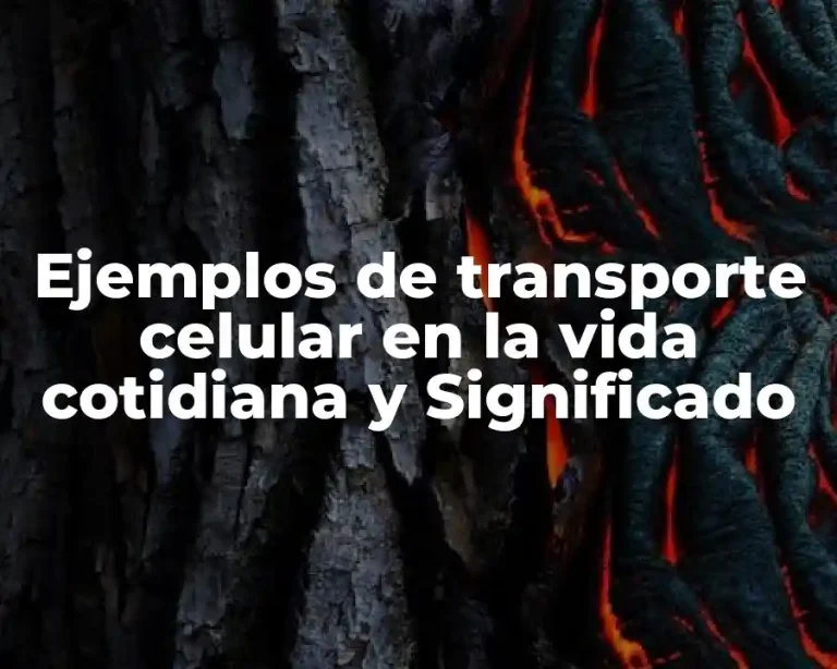 Ejemplos de transporte celular en la vida cotidiana y Significado