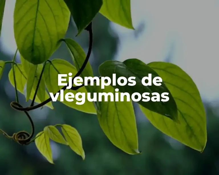 Ejemplos de vleguminosas