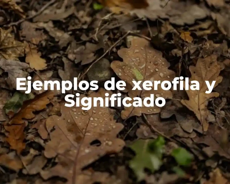 Ejemplos de xerofila y Significado