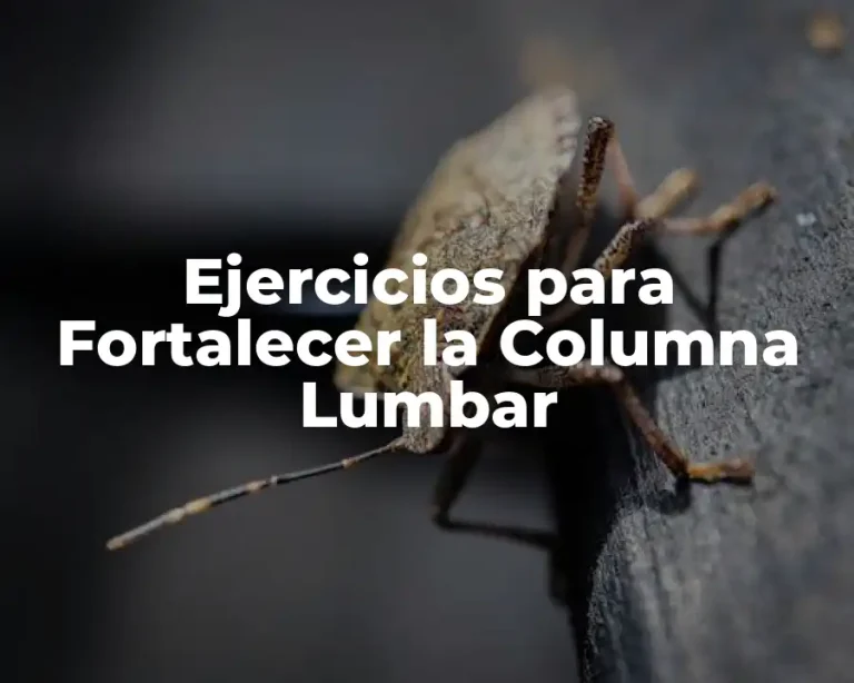 Ejercicios para Fortalecer la Columna Lumbar