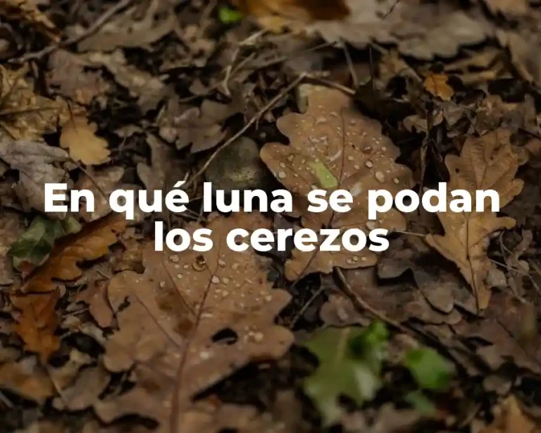 En qué luna se podan los cerezos