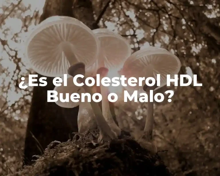 ¿Es el Colesterol HDL Bueno o Malo?
