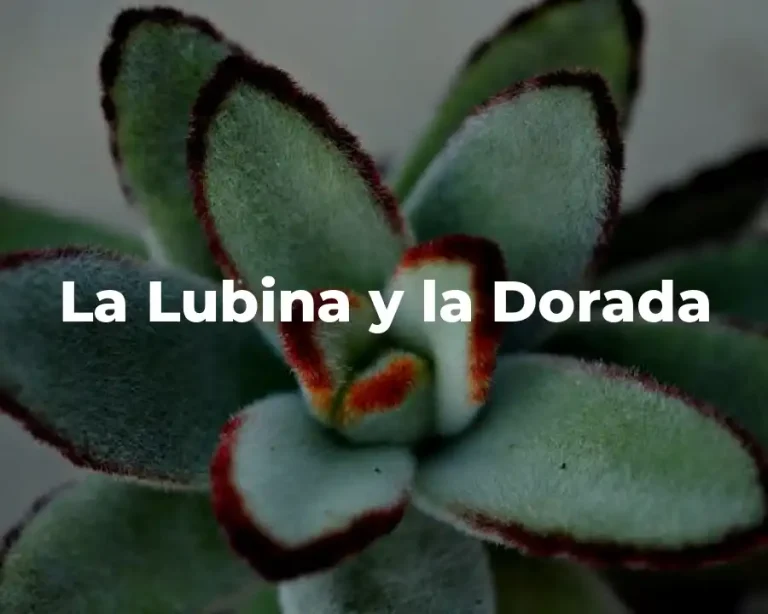 La Lubina y la Dorada