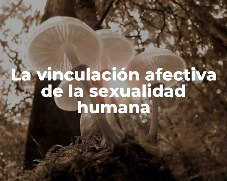 La vinculación afectiva de la sexualidad humana