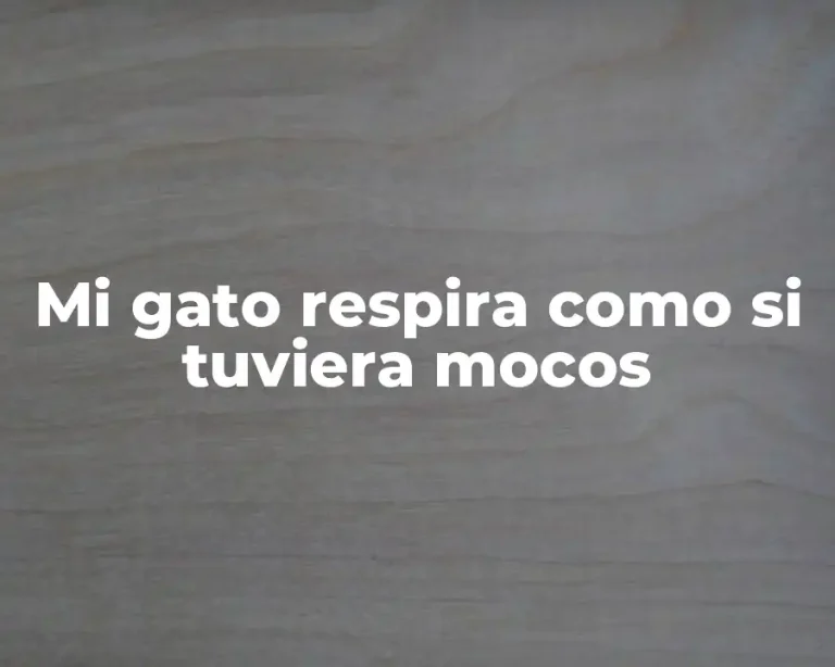 Mi gato respira como si tuviera mocos