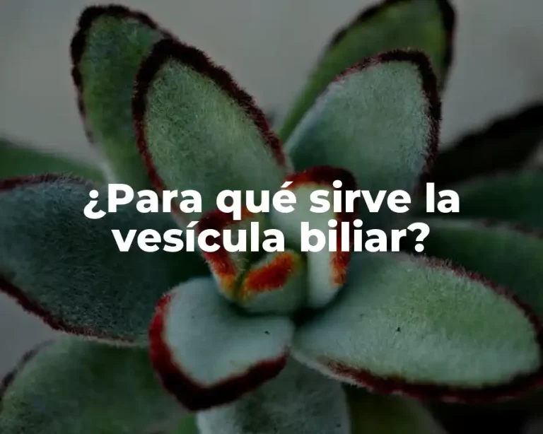 ¿Para qué sirve la vesícula biliar?