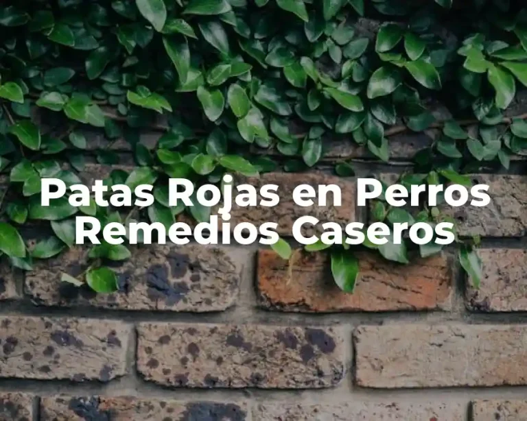 Patas Rojas en Perros Remedios Caseros