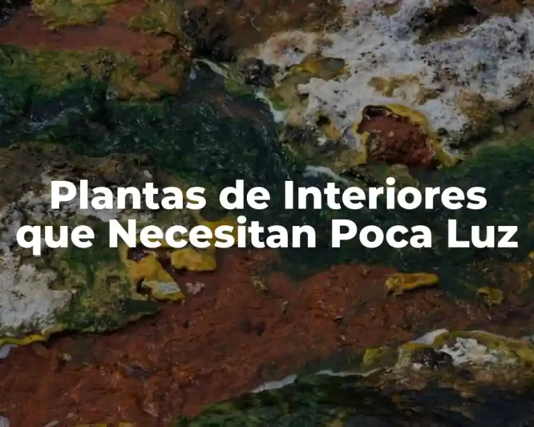 Plantas de Interiores que Necesitan Poca Luz
